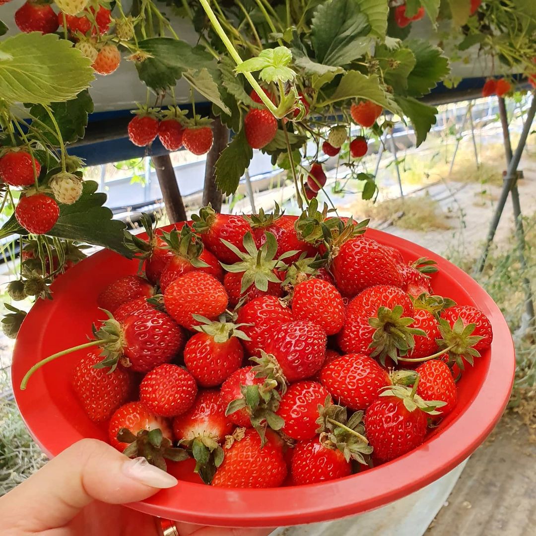 Before planting strawberries, you need to prepare the necessary things to be able to grow strawberries.